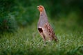 Partridge with open bill in the green grass. Grey partridge, Perdix perdix, bird in habitat. Animal in the nature meadow. Detail