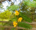 Partridge pea - Chamaecrista fasciculata - is a species of legume native to most of the eastern United States