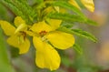 Partridge pea plant flowers (Chamaecrista fasciculata)
