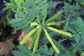 Partridge Pea plant in summer with pods