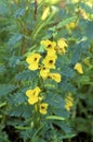 Partridge Pea 60198