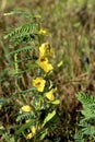 Partridge Pea 60204