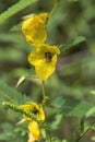 Partridge Pea Wildflower - Chamaecrista fasciculata