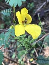 Partridge Pea Wildflower - Chamaecrista fasciculata Royalty Free Stock Photo