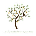 Partridge in a pear tree card