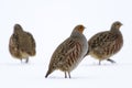 Partridge Perdix perdix - birds on white snow in winter Royalty Free Stock Photo