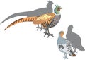 Partridge and pheasant illustration