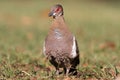 Partridge pigeon Royalty Free Stock Photo