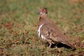 Partridge pigeon, Australia Royalty Free Stock Photo