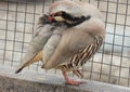 Partridge preening standing on one leg with the head turned back beside the steel bird netting