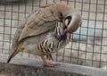 Partridge preening standing on one leg with the head turned back beside the steel bird netting