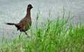 A partridge running down the road