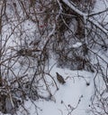 Partridge in the snow in the bushes in the forest near Belokurikha, Altai, Russia