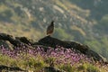 A partridge in spring in the cereal fields Royalty Free Stock Photo