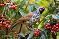 a partridge standing near a bush laden with berries