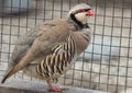 Partridge standing on one leg next to the steel wire netting