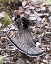 Partridge Stock Photos. Grouse struts mating plumage.  Mating season. Fan tail. Brown colour feathers plumage. Spring season. Royalty Free Stock Photo