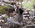 Partridge Stock Photos. Grouse struts mating plumage.  Mating season. Fan tail. Brown colour feathers plumage. Spring season. Royalty Free Stock Photo