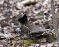 Partridge Stock Photos. Grouse struts mating plumage.  Mating season. Fan tail. Brown colour feathers plumage. Spring season. Royalty Free Stock Photo