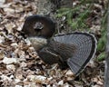 Partridge Stock Photos. Grouse struts mating plumage.  Mating season. Fan tail. Brown colour feathers plumage. Spring season. Royalty Free Stock Photo