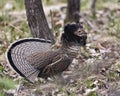 Partridge Stock Photos. Grouse struts mating plumage.  Mating season. Fan tail. Brown colour feathers plumage. Spring season. Royalty Free Stock Photo