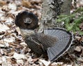 Partridge Stock Photos. Grouse struts mating plumage.  Mating season. Fan tail. Brown colour feathers plumage. Spring season. Royalty Free Stock Photo