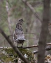 Partridge Stock Photos. Standing on moss rock in the forest in the spring season with a rear view displaying brown feathers, eye,