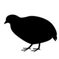 Partridge, vector illustration, black silhouette ,profile