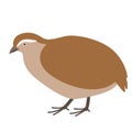 Partridge, vector illustration, flat style ,profile