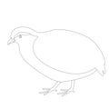 Partridge, vector illustration, lining draw ,profile