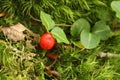 Partridgeberry (Mitchella repens) fruit and leaves.