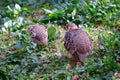 partridges in bushes, wild animals Royalty Free Stock Photo