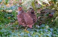 partridges in bushes, wild animals Royalty Free Stock Photo
