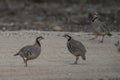 Partridges at Dawn Royalty Free Stock Photo