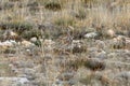 Partridges hiding in the mountains