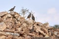 Partridges on the rocks