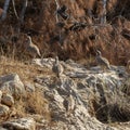 Partridges on a Rocky Terrain Royalty Free Stock Photo
