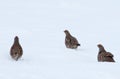 Partridges in the snow