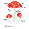 Parts of amanita mushroom isolated on white background. Royalty Free Stock Photo