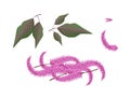 Parts of Amaranthus Cruentus Plant on White Backgr