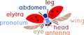 Parts of body of flying ladybug with titles. External structure of insect Royalty Free Stock Photo