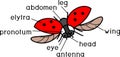 Parts of body of flying ladybug with titles. External structure of insect Royalty Free Stock Photo