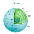 Parts of the cell nucleus Royalty Free Stock Photo