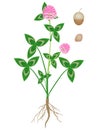 Parts of a clover plant on a white background.