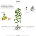 Parts of corn tree template