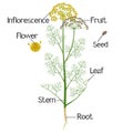 Parts of a dill plant on a white background.