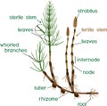 Parts of Equisetum arvense horsetail sporophyte with fertile and sterile stems and titles