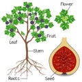 Parts of a fig plant on a white background. Royalty Free Stock Photo