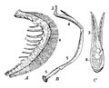 Parts of Fish Gills, vintage illustration