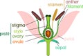 Parts of flower with titles. Cross section of typical angiosperm flower at time of double fertilization Royalty Free Stock Photo